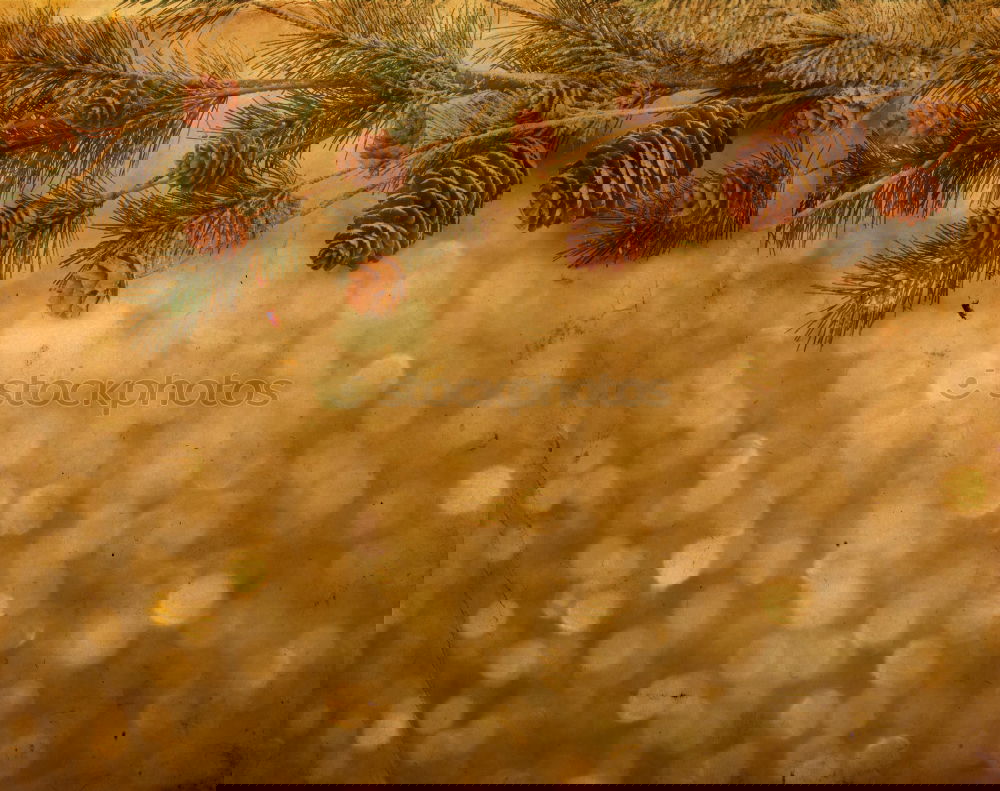 Image, Stock Photo Christmas decoration with fir cones and lights on a smooth surface with Bokeh
