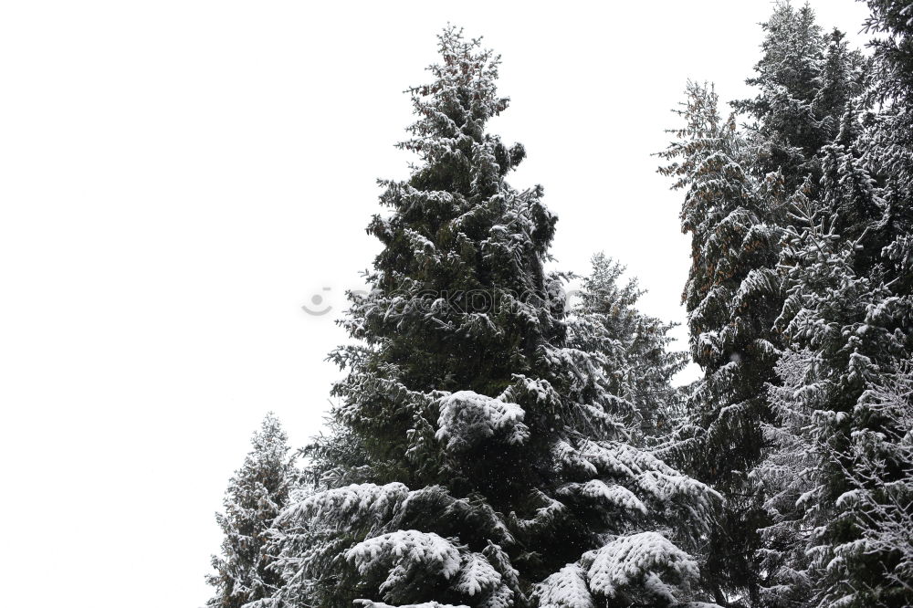 Foto Bild Heimat des Schneeadlers