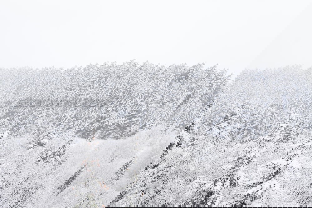 Similar – Image, Stock Photo Winter in the Bavarian Forest
