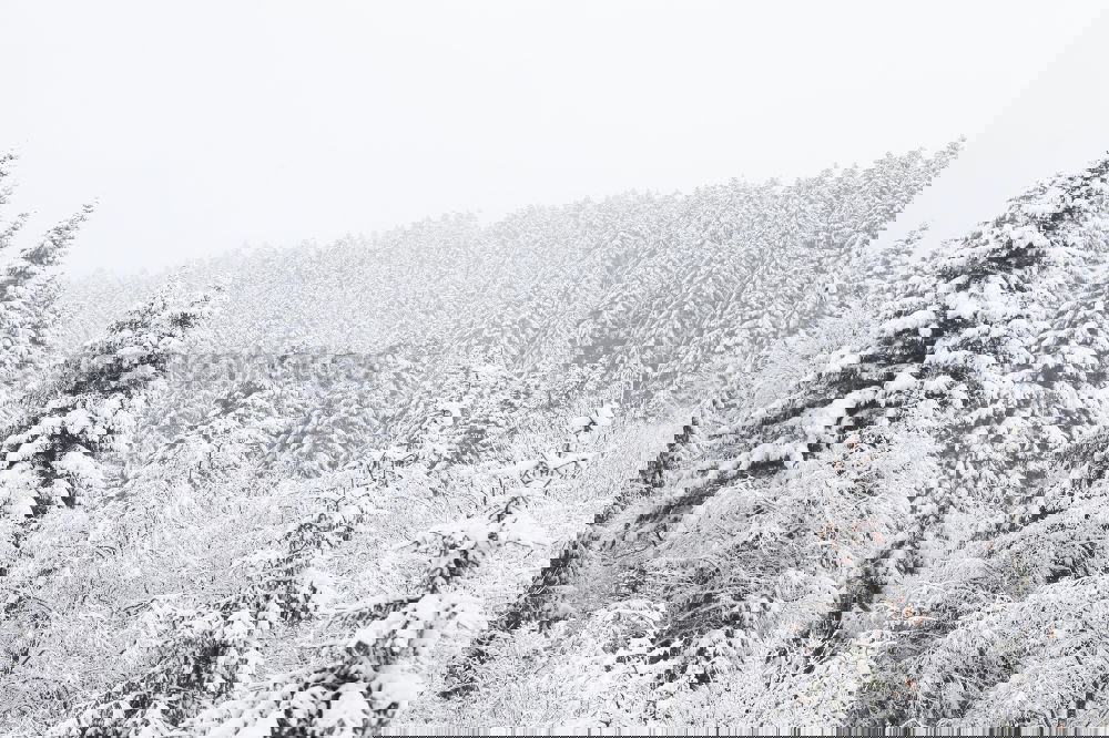 Similar – Image, Stock Photo Winter in the Bavarian Forest