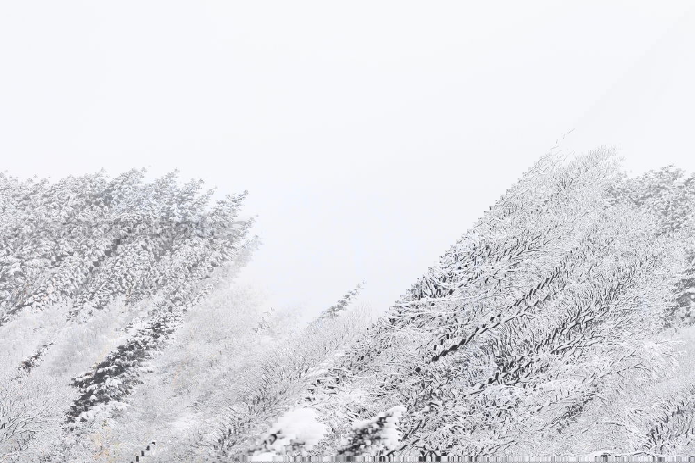 Similar – Image, Stock Photo winter walk Winter Snow