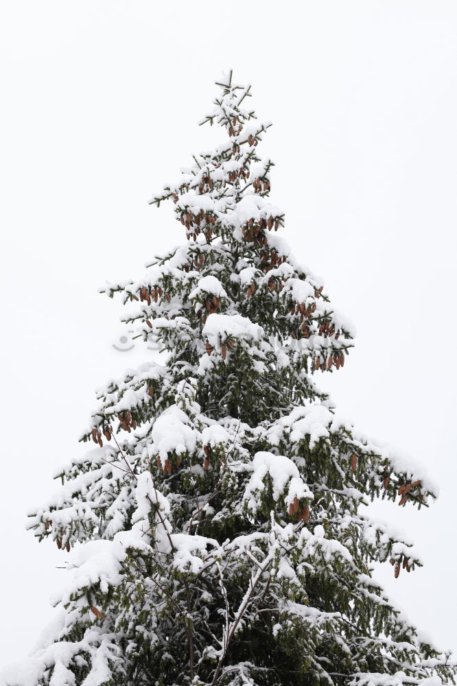 Similar – Image, Stock Photo Spruce snow at night