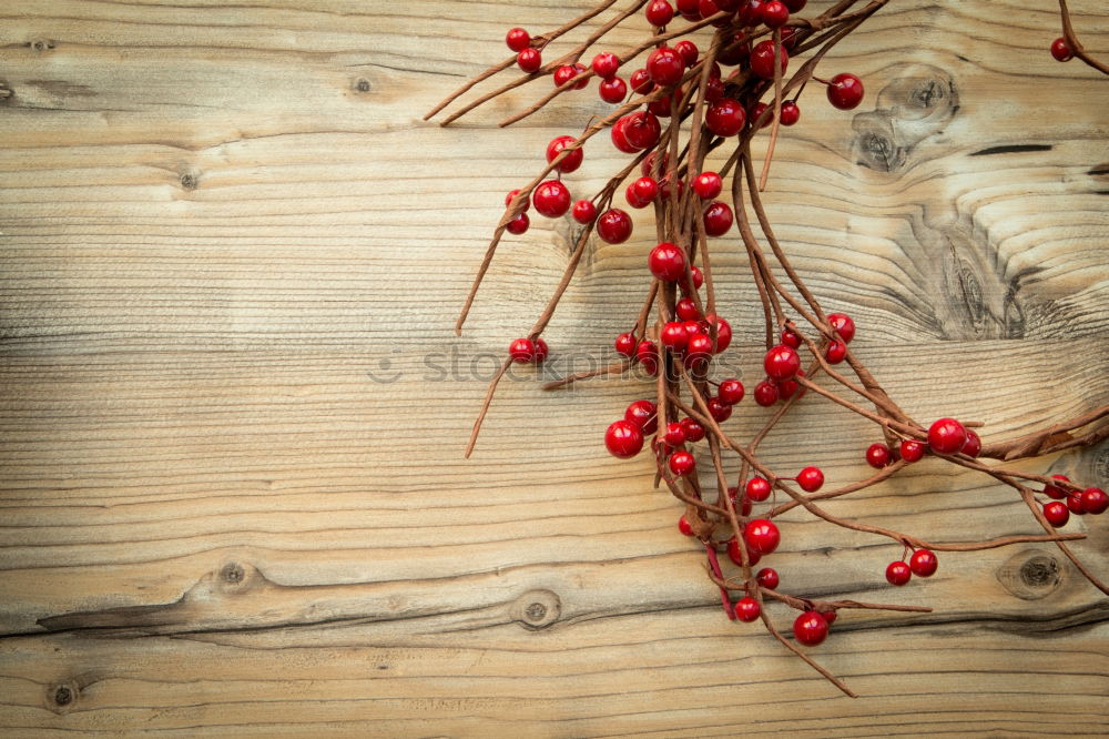 Similar – Weihnachtszweig mit roten Beeren