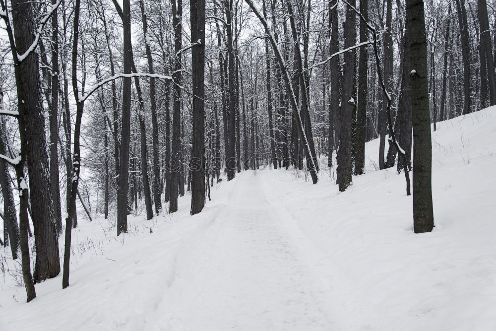 Similar – Foto Bild der mann im wald Mann Wald