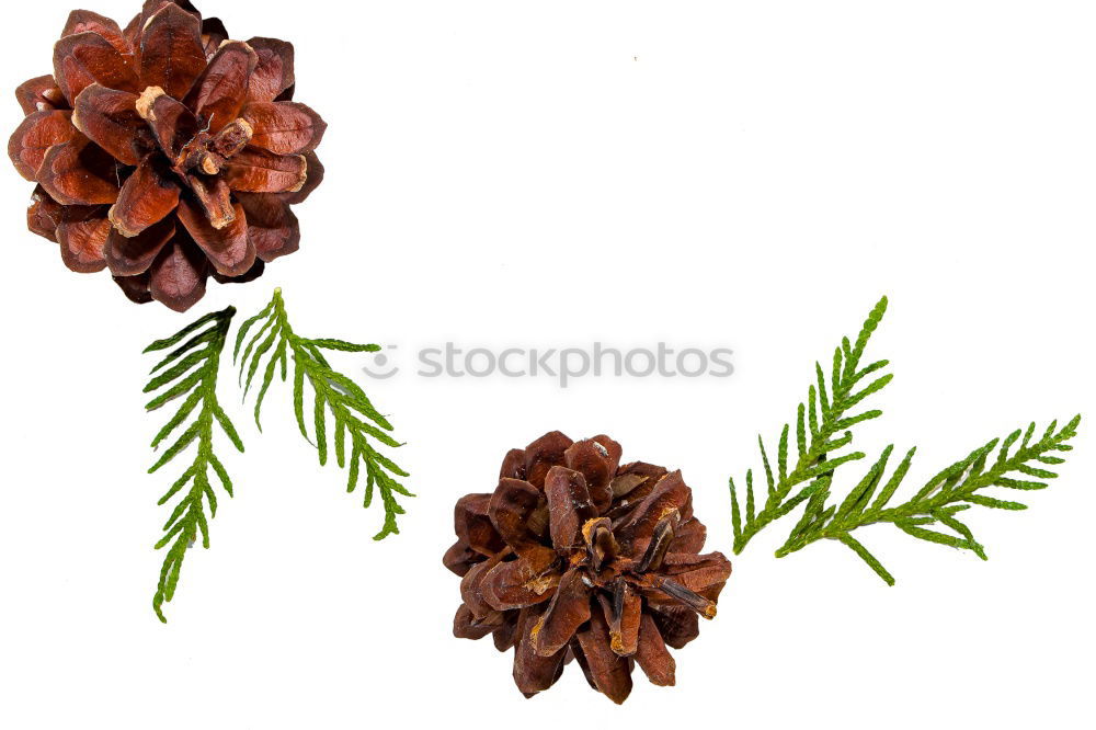 Similar – Image, Stock Photo Mix of dry flowers and plants