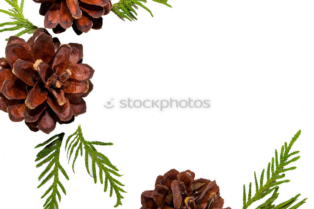 Image, Stock Photo Mix of dry flowers and plants