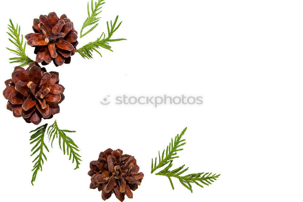 Similar – Image, Stock Photo Mix of dry flowers and plants