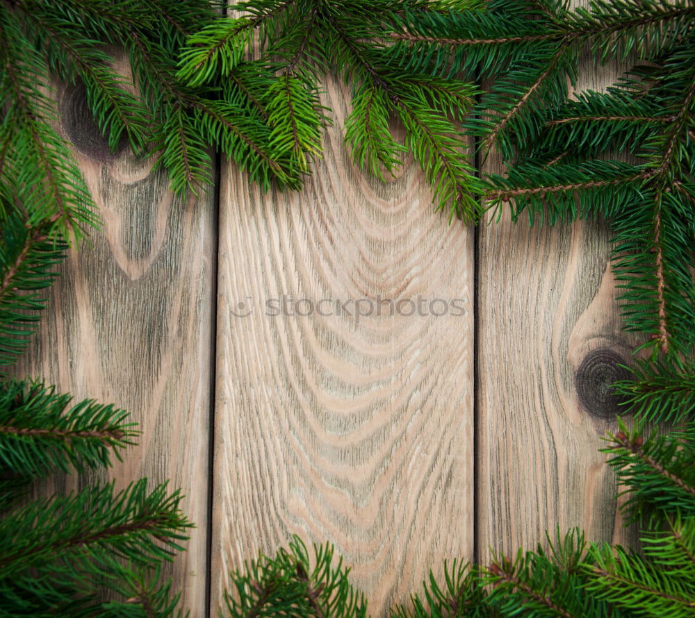 Similar – Image, Stock Photo fresh green fern leaf grows on a wooden bridge