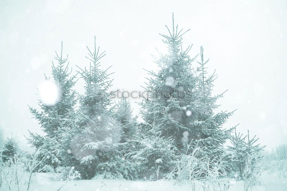 Similar – Image, Stock Photo Spruce snow at night