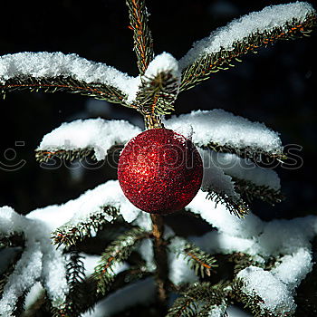 Similar – Image, Stock Photo Fir twigs with hanging lampion of a lampion flower in backlight with Bokeh