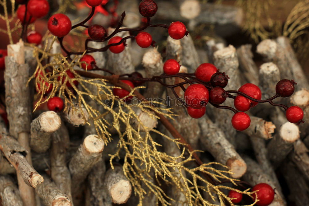 Similar – Ripe elderberries on a rustic wooden table