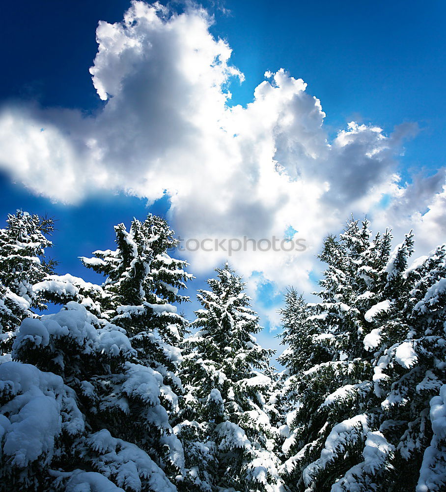 Similar – Image, Stock Photo stilts Tree trunk Clouds