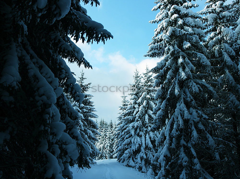 Similar – Image, Stock Photo through the forest Tracks