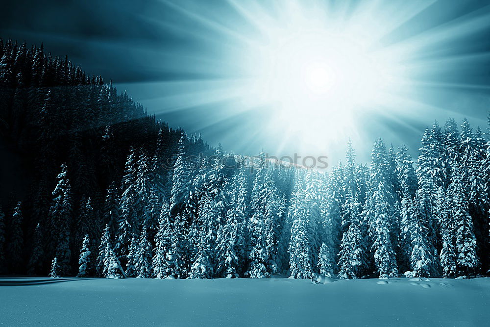 Similar – winter forest sun