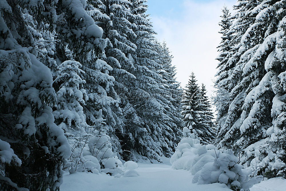 through the forest Tracks