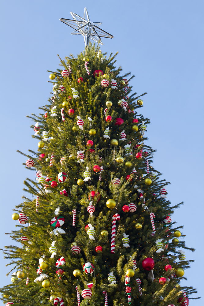 Similar – Oh Tannenbaum Natur Baum