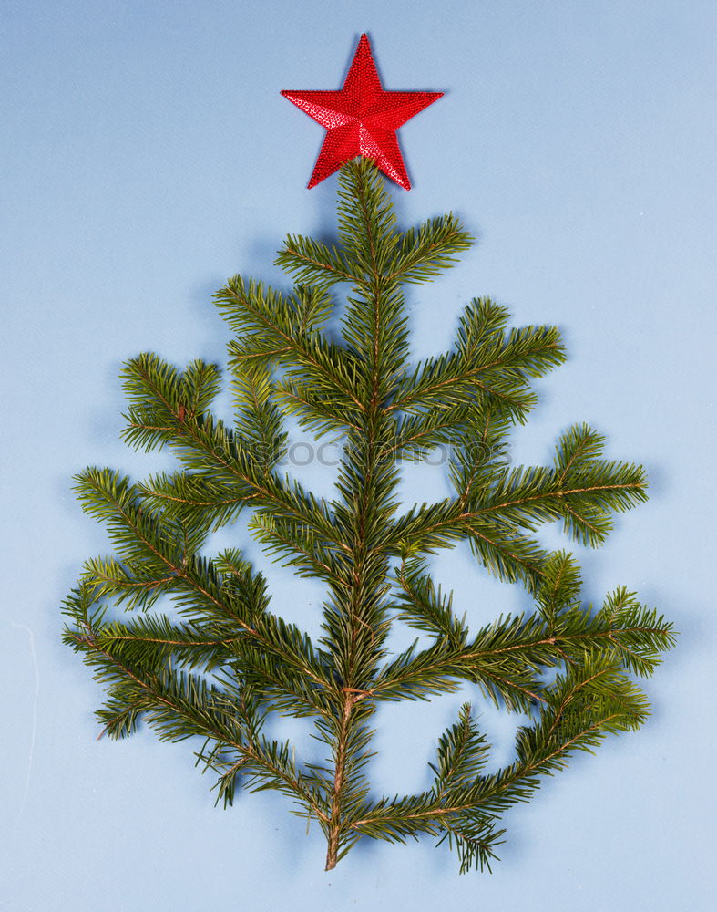 Similar – Oh Tannenbaum Natur Baum