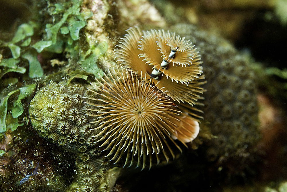 Similar – ammonite Ammonite