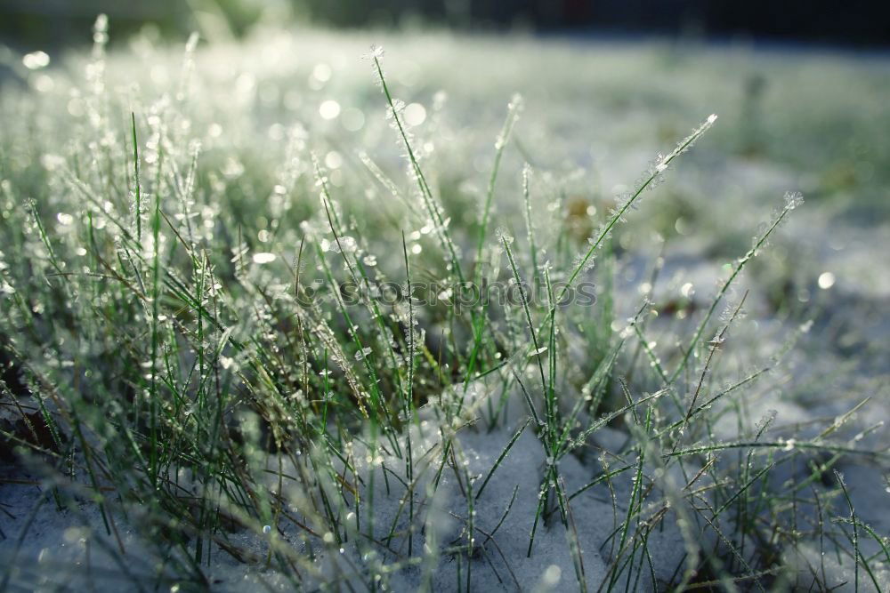 Similar – green leaf with ice crystals iegt in frozen grass