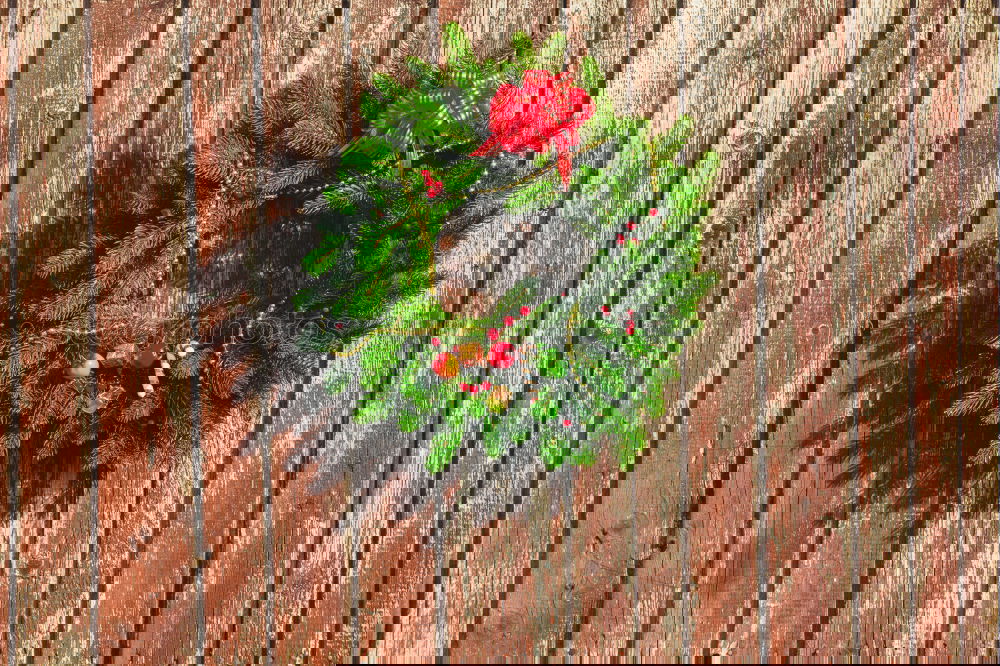 Similar – Foto Bild Blume Wand Zaun Sonne