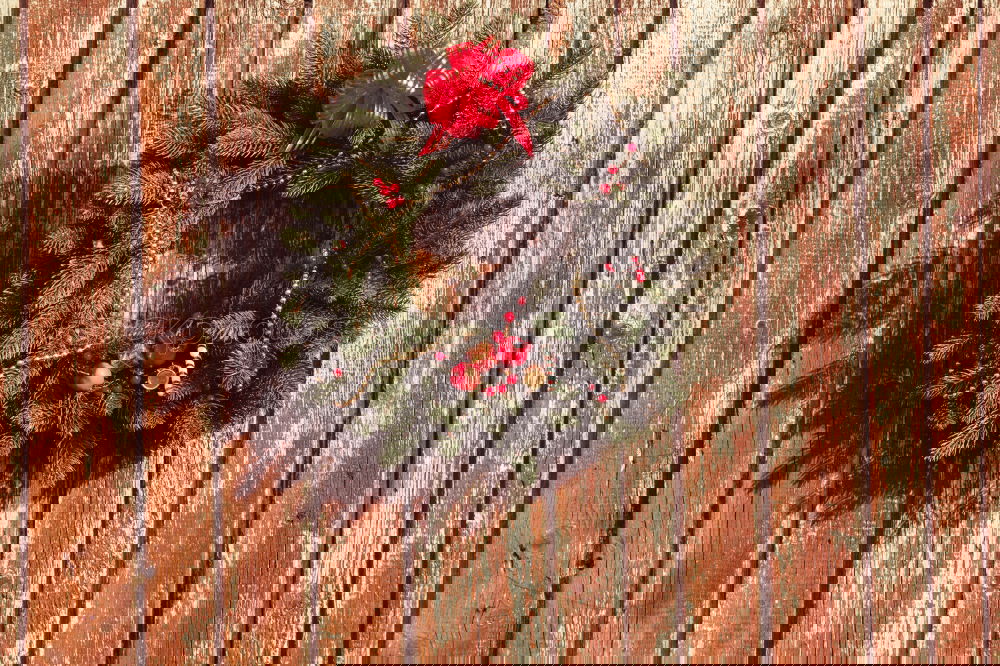 Similar – Foto Bild Blume Wand Zaun Sonne