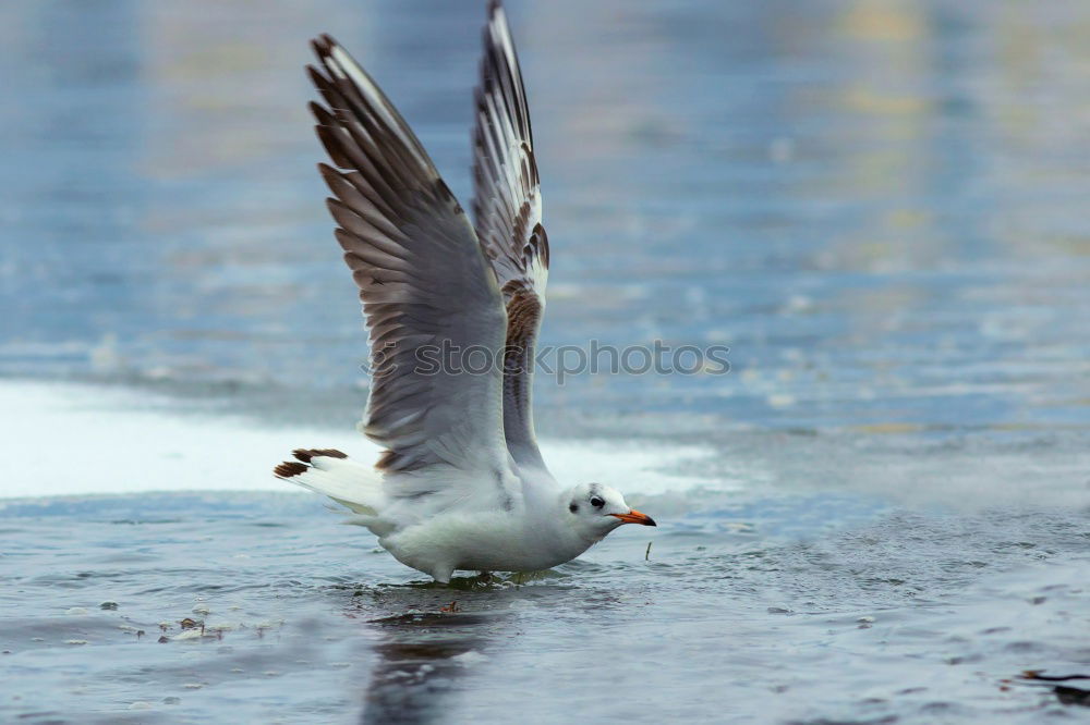 Similar – Image, Stock Photo Aircraft 1 Bird Swan