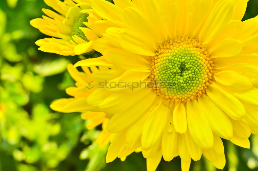 Similar – Image, Stock Photo Yellow background with blue flowers, mouse hyacinth