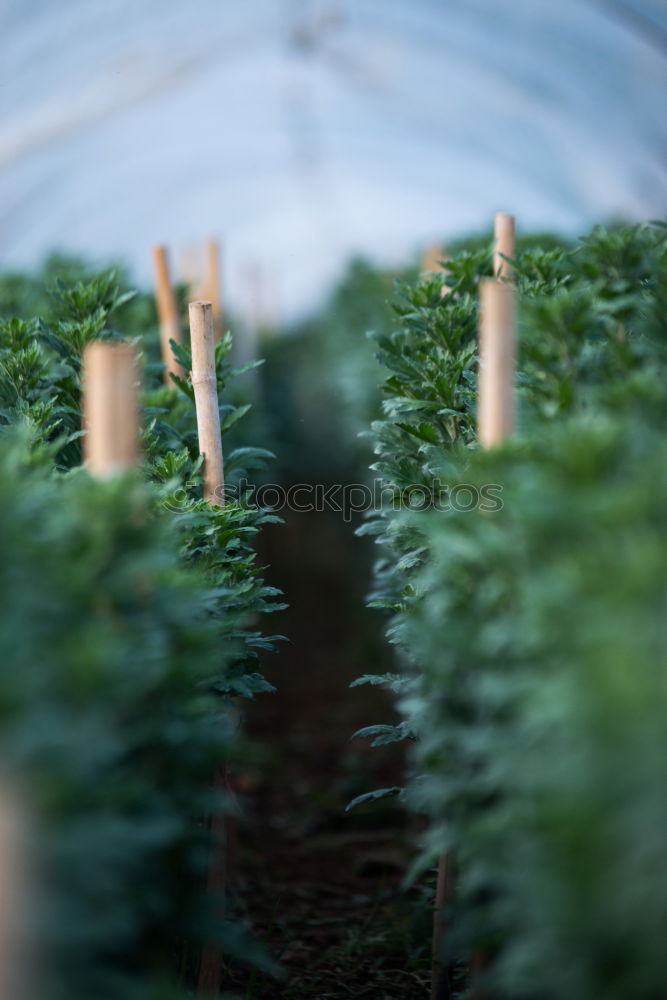 Tomatoes grow in a greenhouse of a nursery