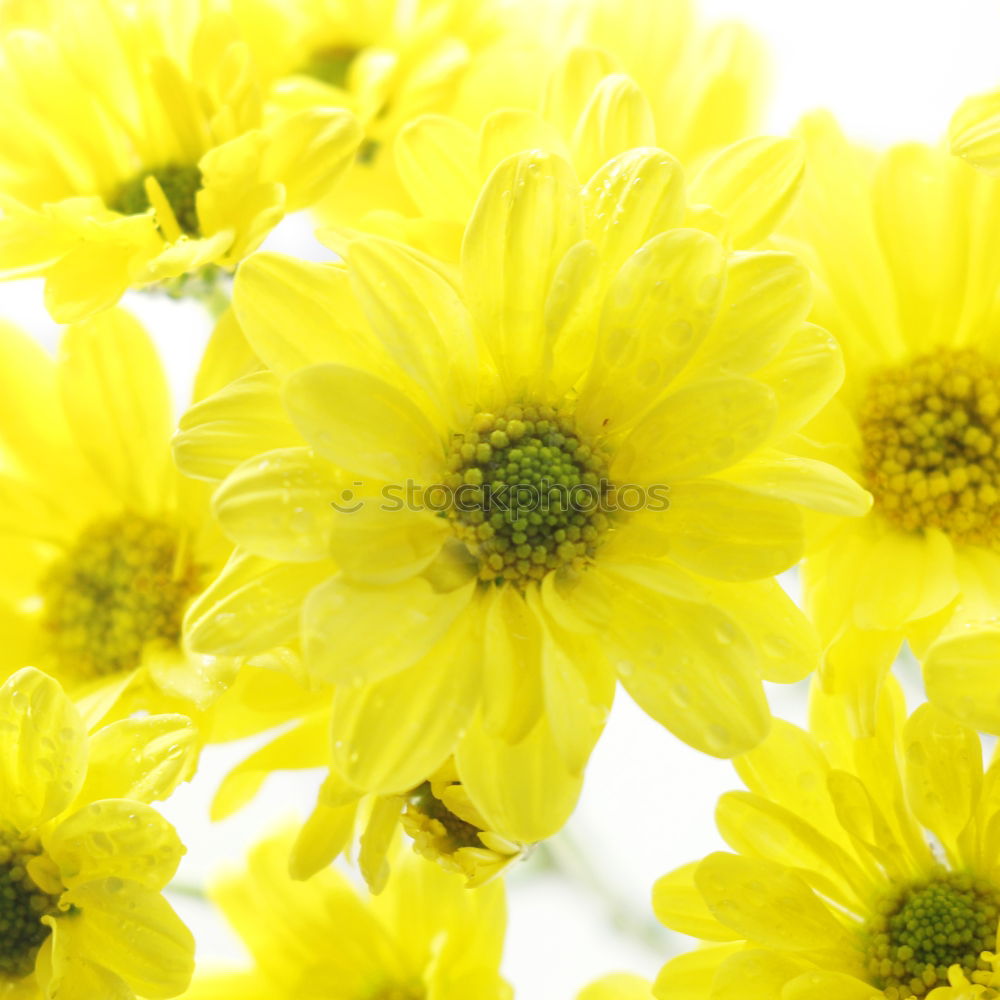 Similar – Yellow background with blue flowers