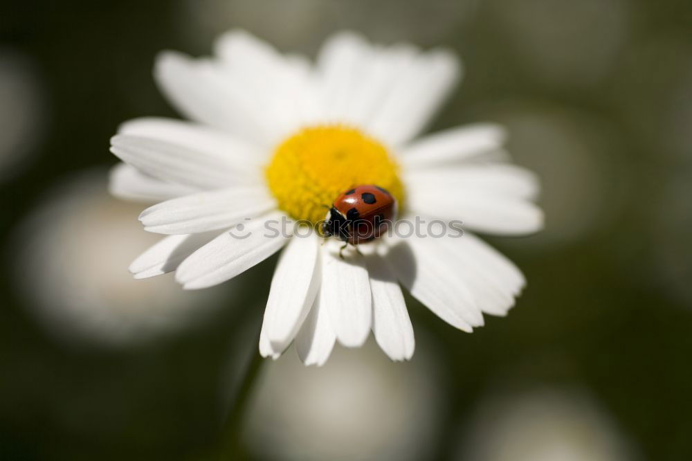 Image, Stock Photo Motschekiebchen on chamomile