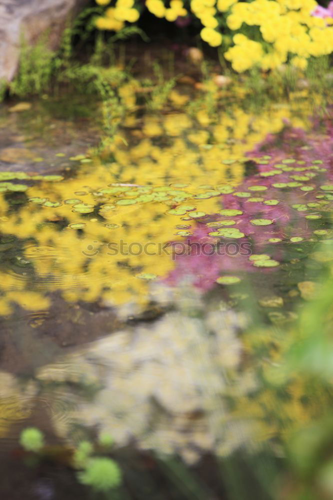 Similar – Image, Stock Photo yellow foliage Footwear