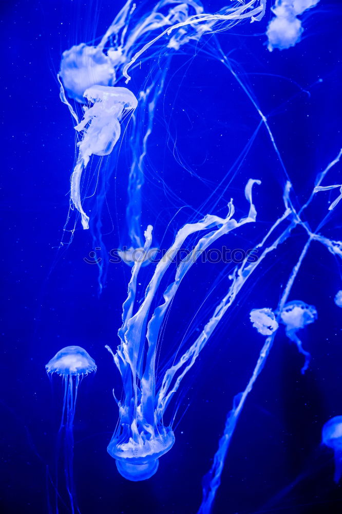 Similar – Image, Stock Photo Jellyfish Family Aquarium