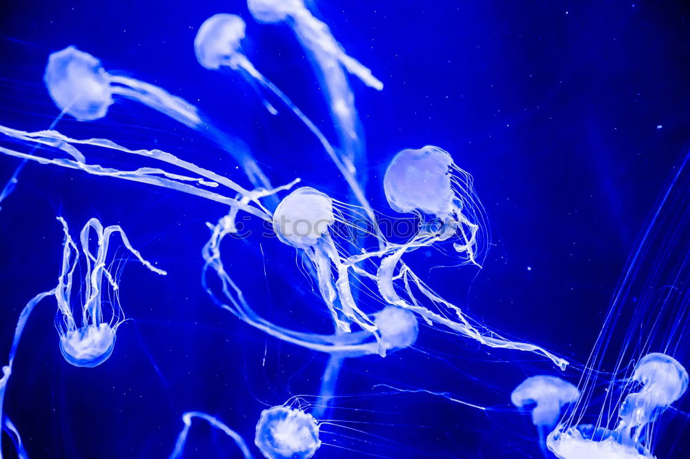 Similar – jellyfish Jellyfish