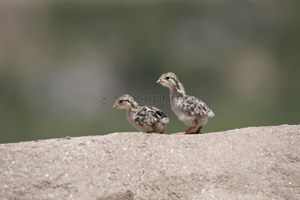 Similar – Image, Stock Photo Extraordinary. Sweet and cheeky.