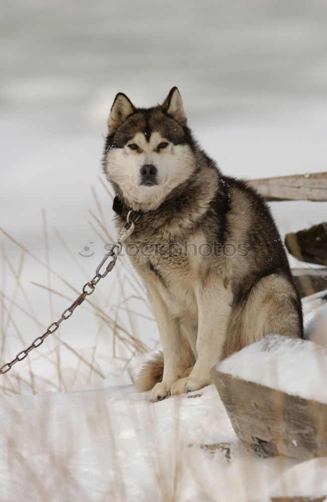 Similar – Image, Stock Photo Alaskan; Malamut; Animal