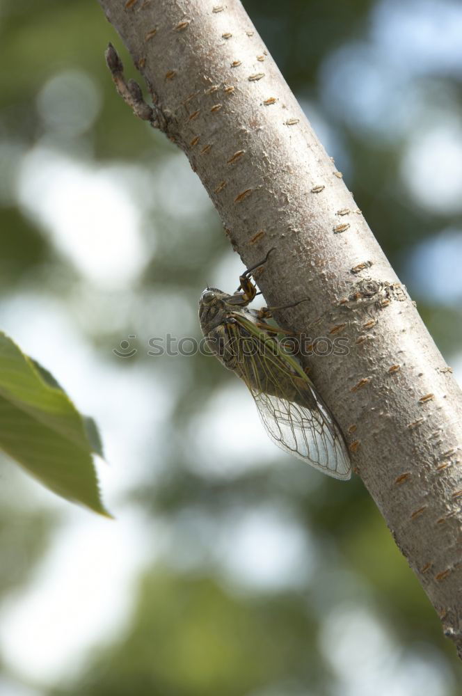 Similar – Image, Stock Photo Gap and fly I Fly Insect