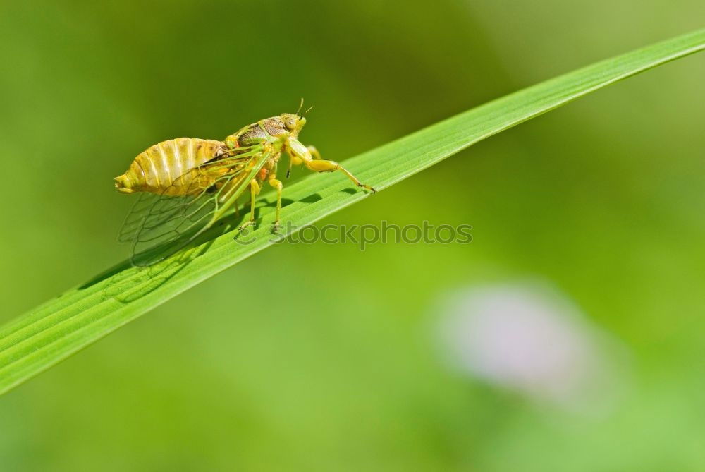 Similar – Clap your hands Wasps