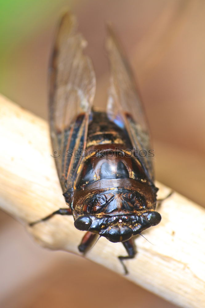 Similar – Image, Stock Photo Gap and fly I Fly Insect