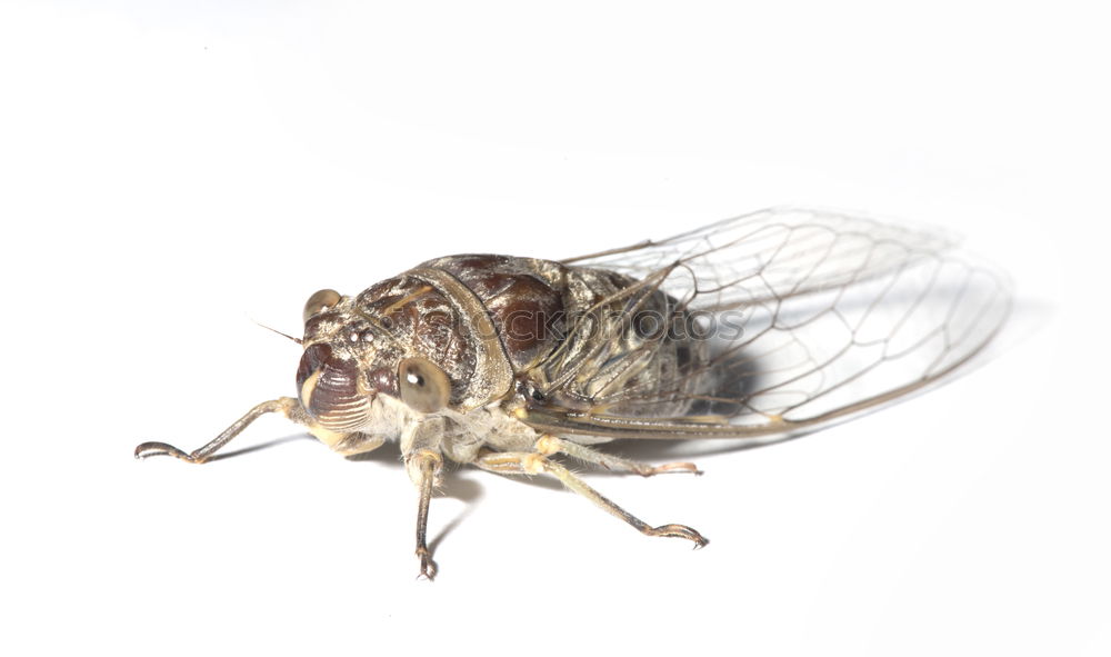 Similar – drunk fly #3 Insect