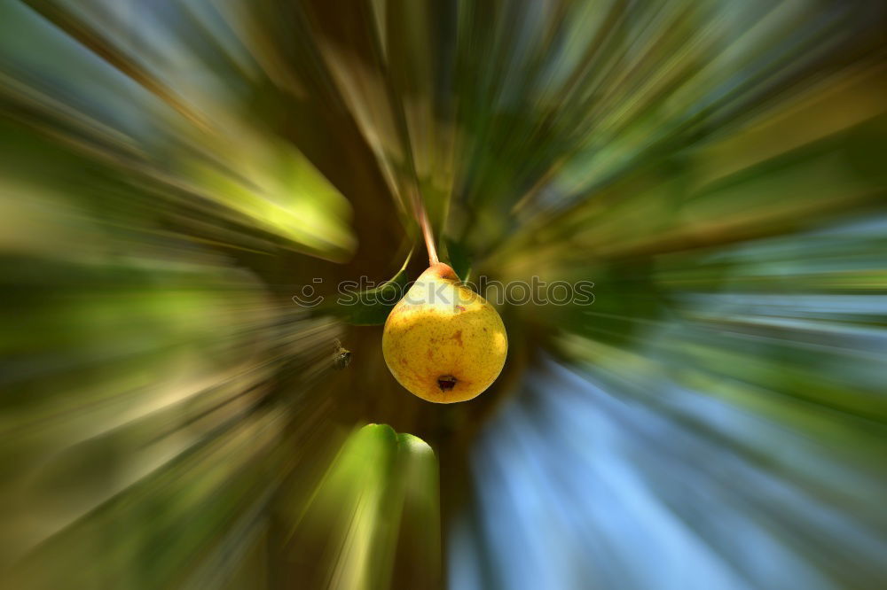Foto Bild Natureleaves Blatt ruhig