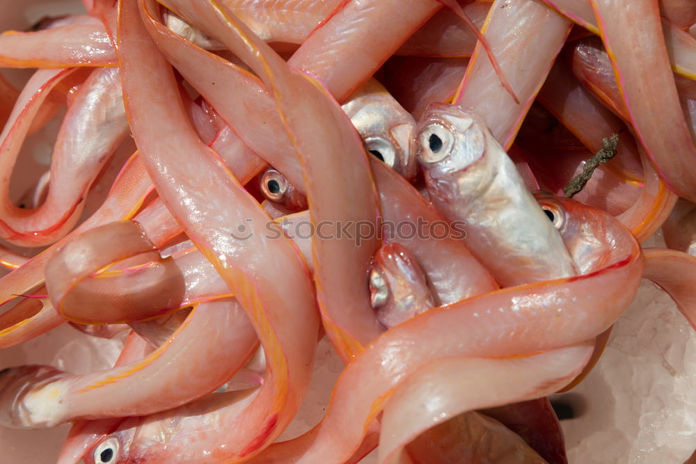 Similar – Image, Stock Photo Noon. Art Esthetic Squid