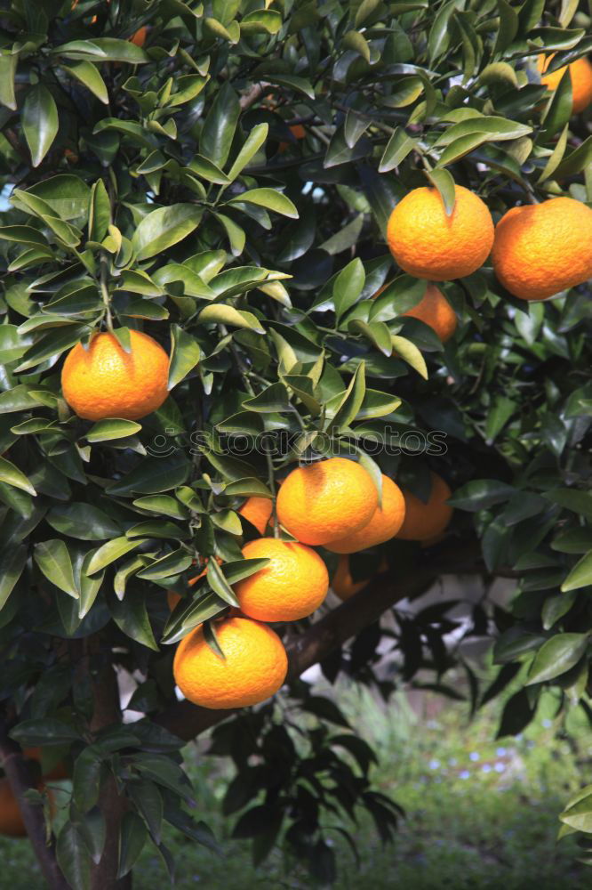 Image, Stock Photo Vitamin C tree.