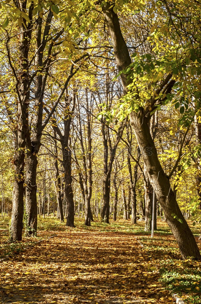 Similar – Image, Stock Photo Avenue in autumn in the Küchwald, Chemnitz