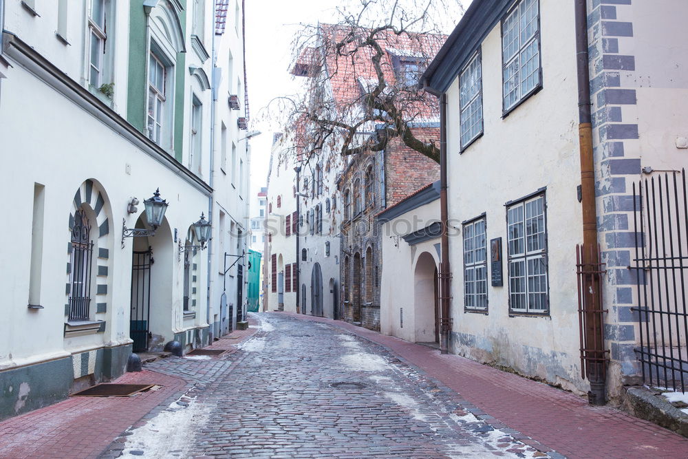 Similar – Pigeon at Bairro Alto