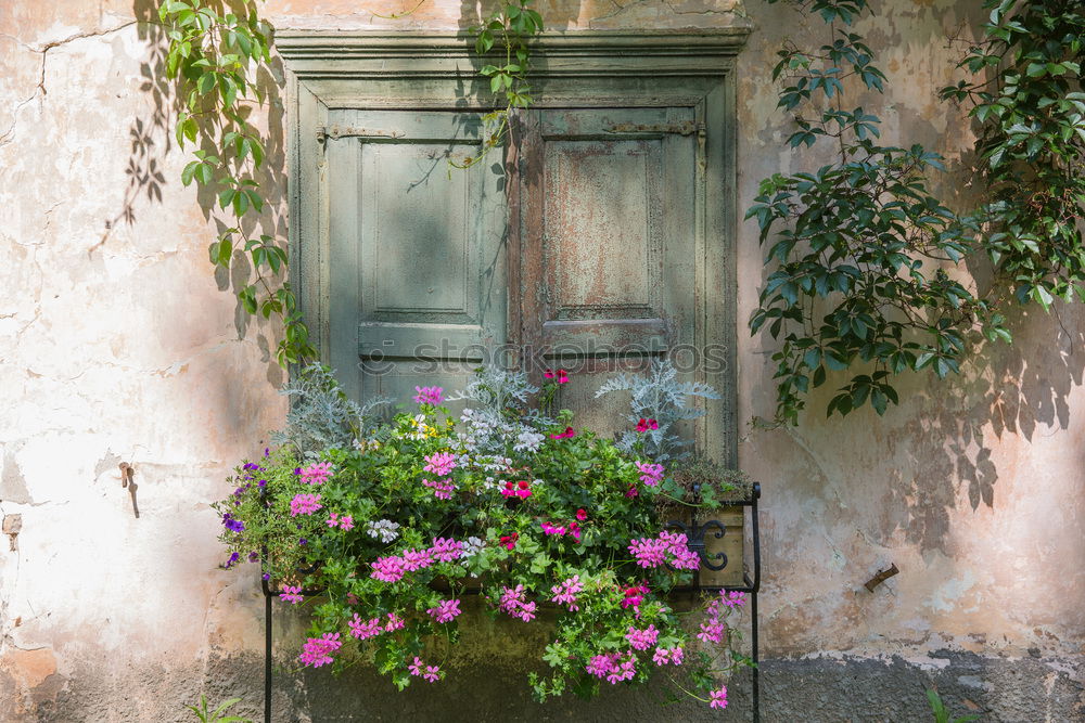 Similar – Foto Bild Mauerblümchen Pflanze