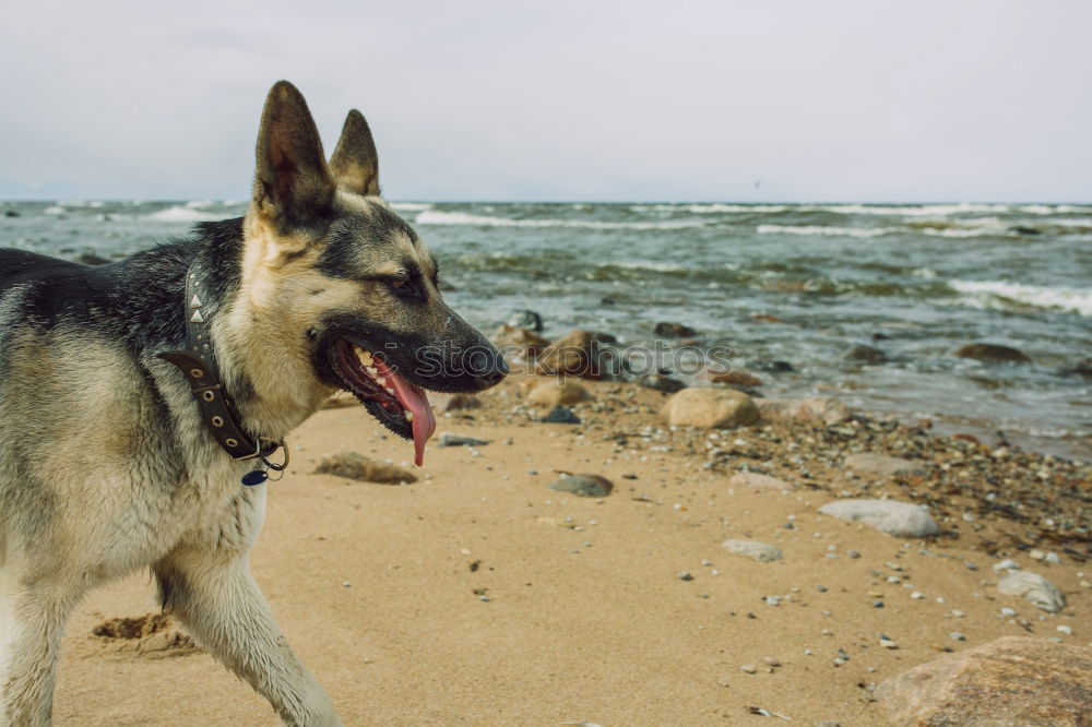 Dogs running near waving sea