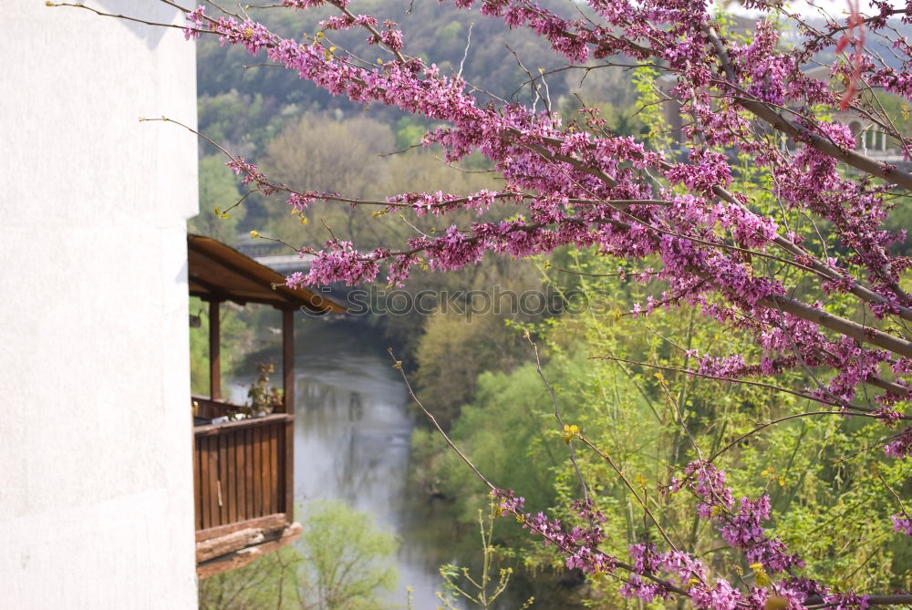 Similar – Image, Stock Photo Stuttgart in spring Nature