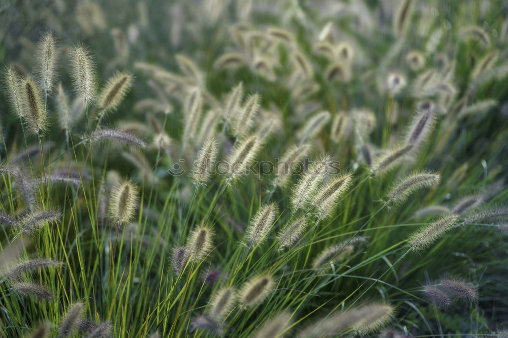 Similar – Mohnblume im Kornfeld Feld