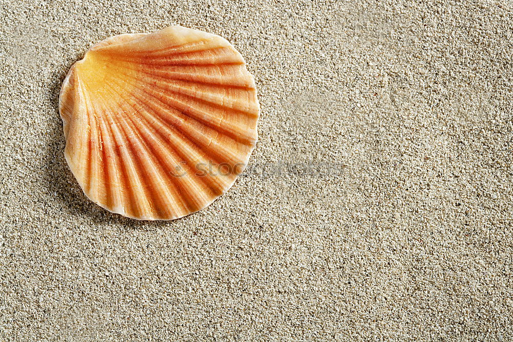 Similar – White shell on the beach