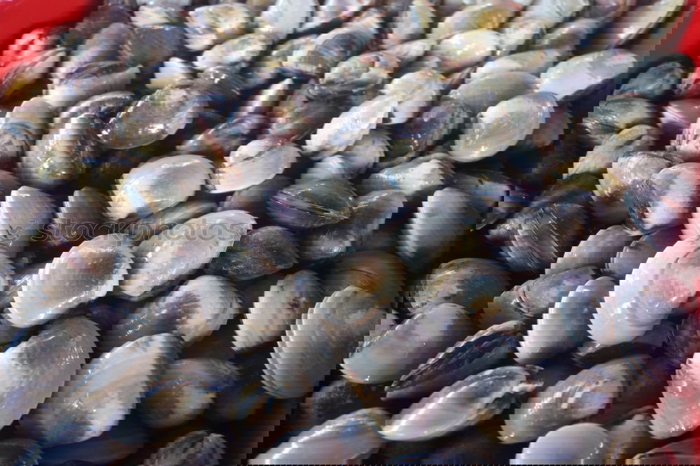Similar – Foto Bild Muscheln Strand